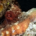 octopus_reef_muck_h_0705_png2254.jpg